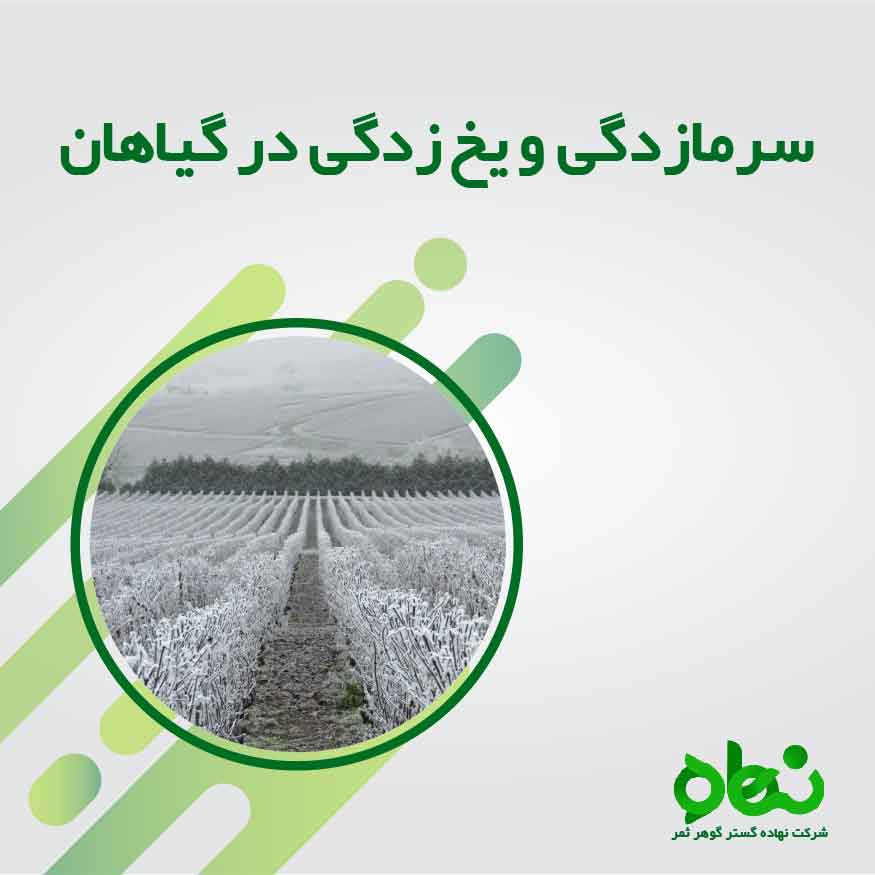 سرمازدگی و یخ زدگی در گیاهان پارت یک